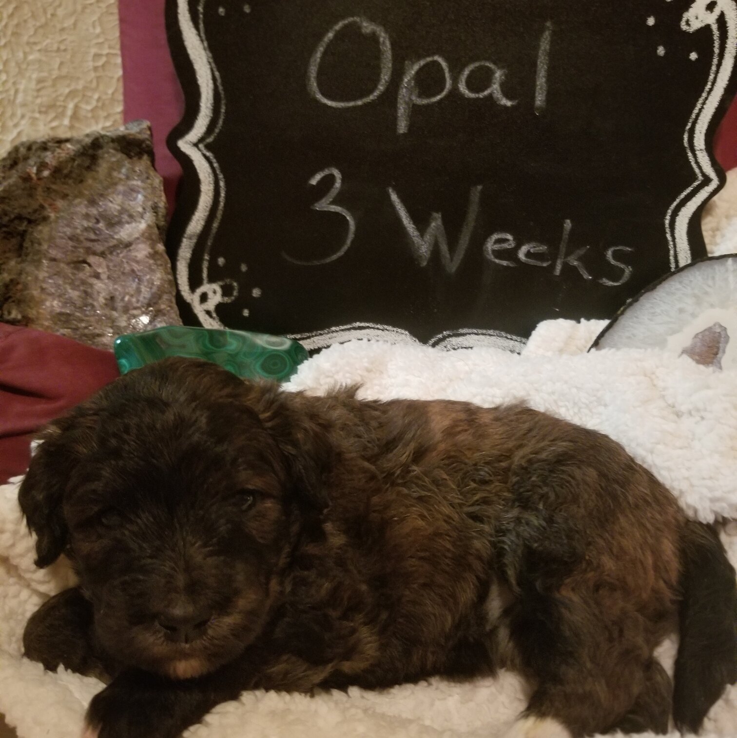 Image of a Bernedoodle Puppy